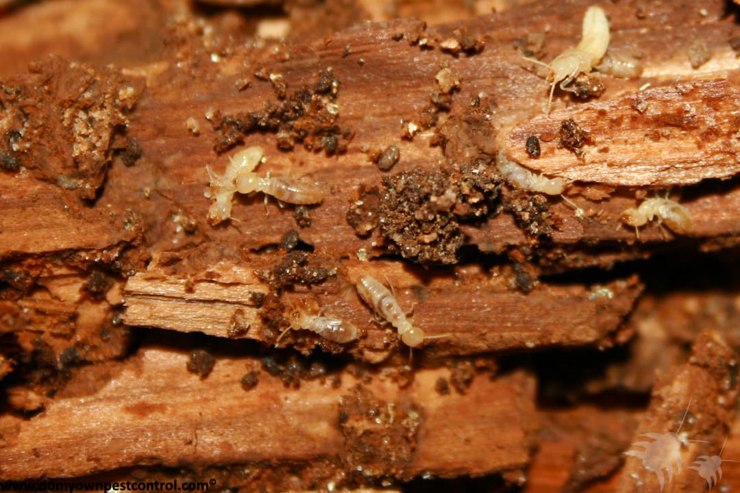 Termite Extermination